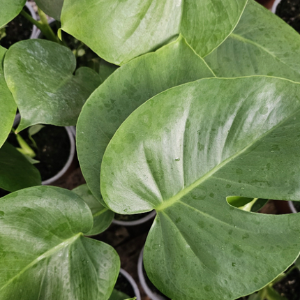 Monstera (Philo Monstera) | Vegago Chile