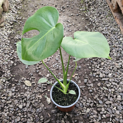 Monstera (Philo Monstera) | Vegago Chile