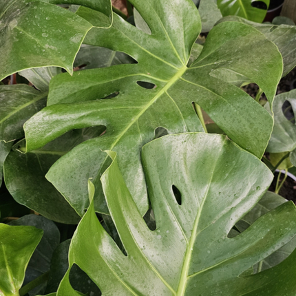 Monstera (Philo Monstera) | Vegago Chile