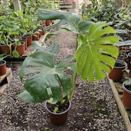 Monstera (Philo Monstera) | Vegago Chile