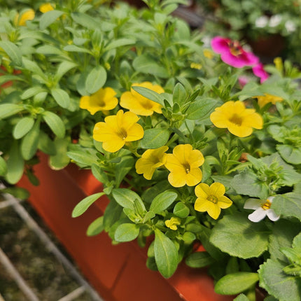 Petunia-mini-Calibrachoa-jardinera