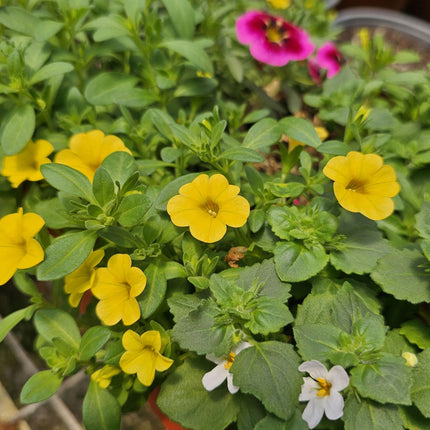 Petunia-mini-Calibrachoa-jardinera