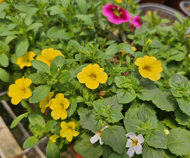 Petunia-mini-Calibrachoa-jardinera