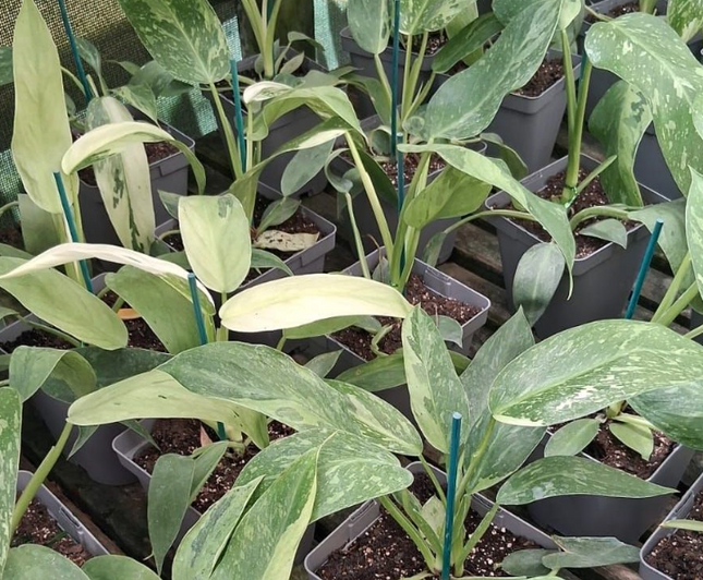 Filodendro José Buono (Philo Jose Buono); Pequeño (M10) | Vegago Chile
