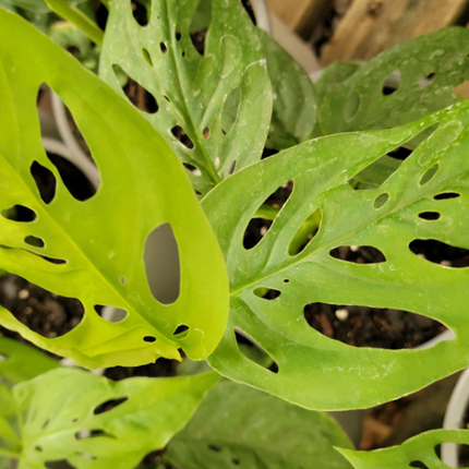Monstera Esqueleto (Philo Monstera Esqueleto); Pequeño (M12) | Vegago Chile