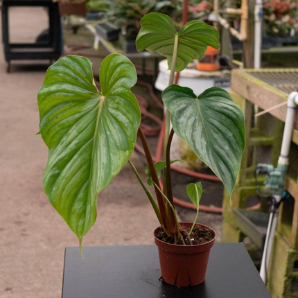 Homalomena Rubescens (Philo Pastazanum Silver); Pequeño (M13) | Vegago Chile
