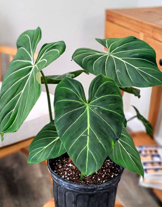 filodendro Glorioso (Philo Gloriosum); Pequeño (M12) | Vegago Chile