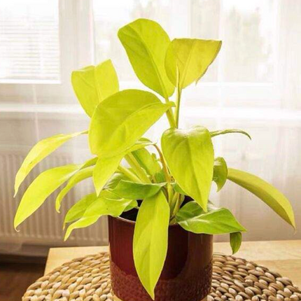 Filodendro Malay Gold (Philo Malay Gold); Pequeño (M10) | Vegago Chile