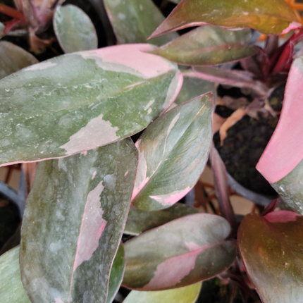 Princesa Rosada (Philo Pink Princess) | Vegago Chile