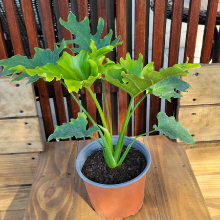 Filodendro Hope (Philo Selloum Hope); Mediano Plus (M17) | Vegago Chile