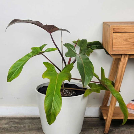 Philodendron-Florida-Bronze
