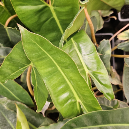 Philodendron-PHILO BILLIETIAE