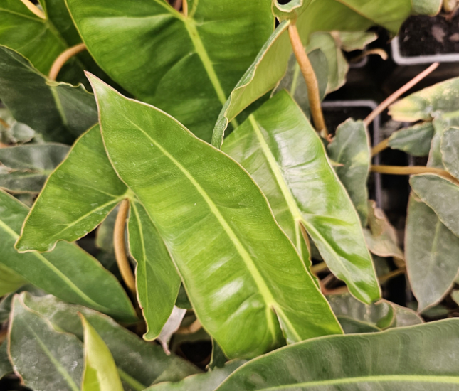 Philodendron-PHILO BILLIETIAE