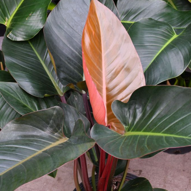 Philodendron Red Emerald-Philodendron Rojo
