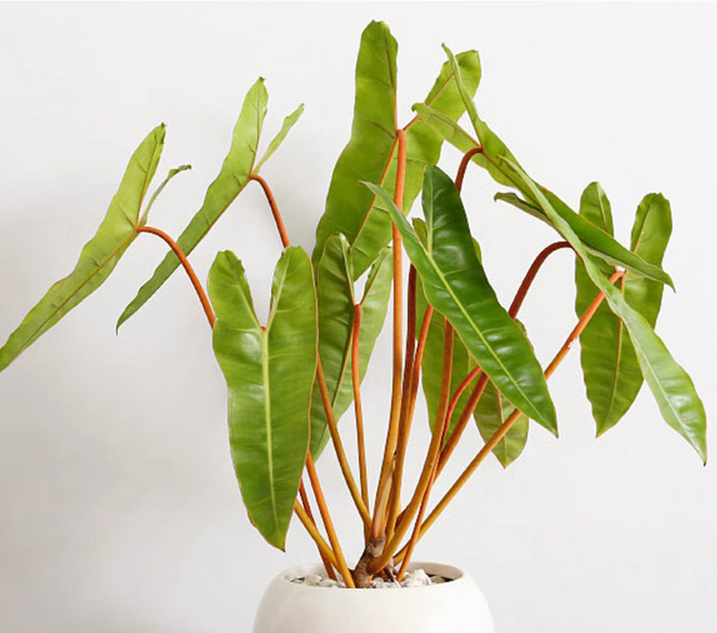Philodendron billietiae