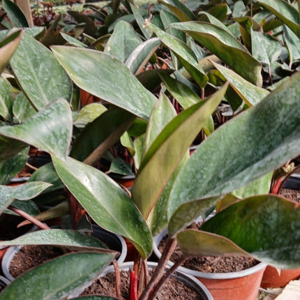 Philodendron erubescens – variedad tipo “Red Emerald”