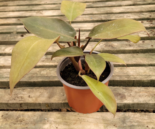 Philodendron erubescens – variedad tipo Red Emerald (planta joven)