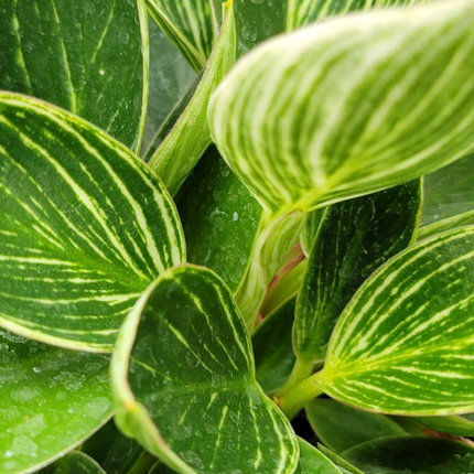 Philodendron variegado del grupo “Birkin”.
