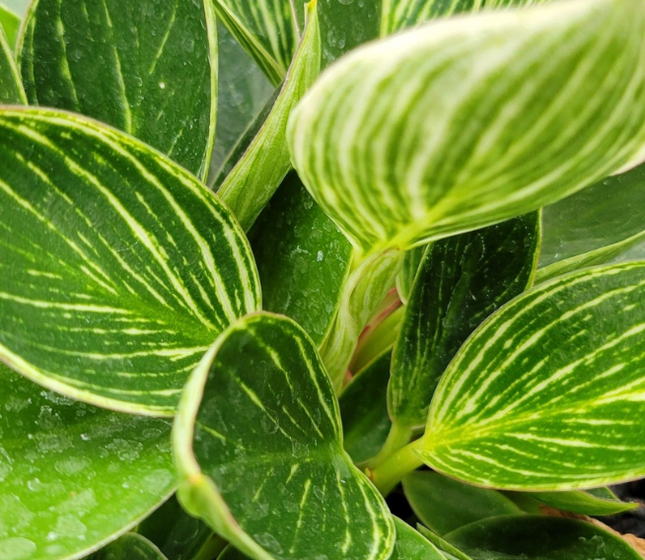 Philodendron variegado del grupo “Birkin”.
