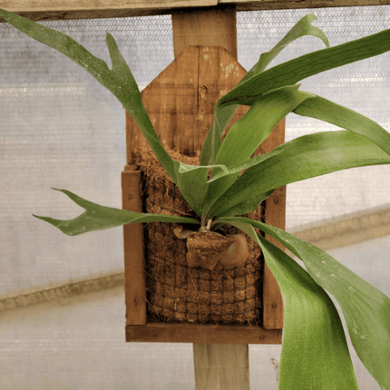 Cuerno de Alce (Platycerium) | Vegago Chile