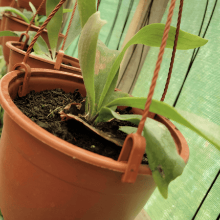 Cuerno de Alce (Platycerium) | Vegago Chile