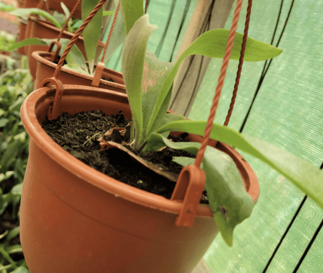 Cuerno de Alce (Platycerium) | Vegago Chile