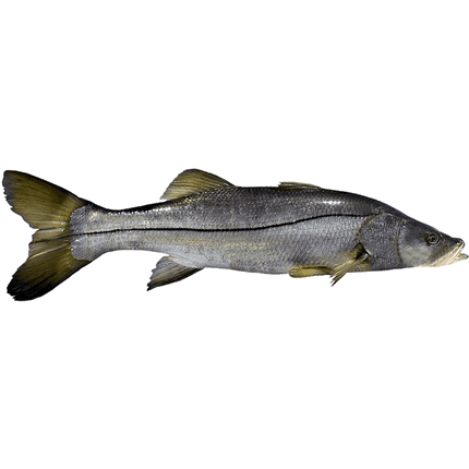 Robalo Entero Fresco Granel