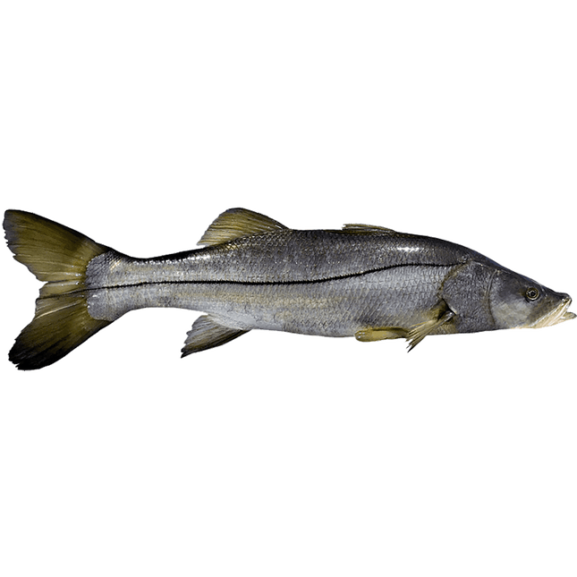 Robalo Entero Fresco Granel