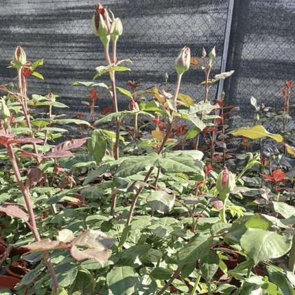 Rosa | Vegago Chile