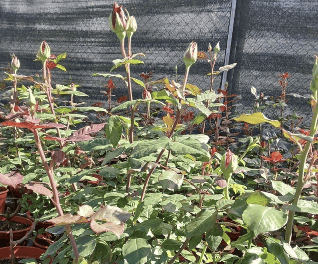 Rosa | Vegago Chile