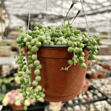 Rosario | Vegago Chile