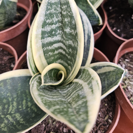 Lengua de Suegra (Sansevieria hahnii) | Vegago Chile
