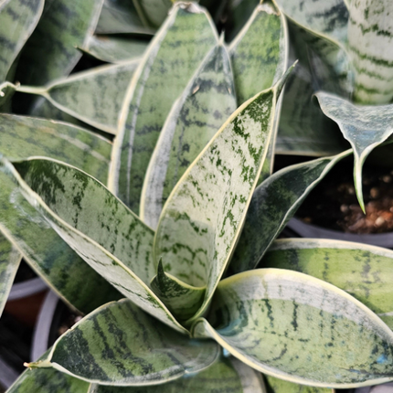 Lengua de Suegra (Sansevieria hahnii) | Vegago Chile
