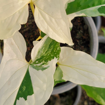 Singonio Variegado| Vegago Chile
