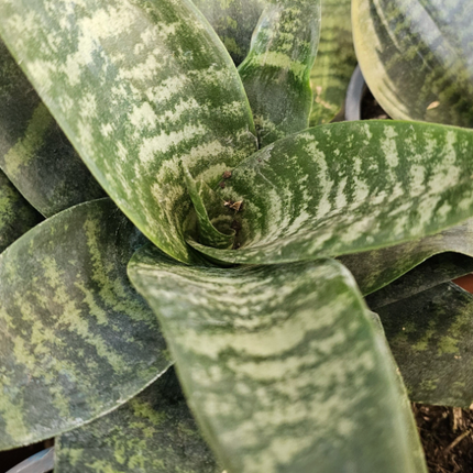 Lengua de Suegra (Sansevieria hahnii) | Vegago Chile
