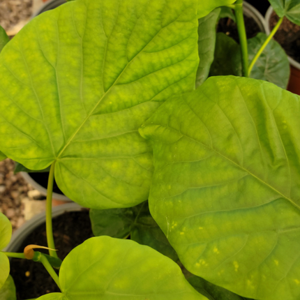 Umbellata-Higo-Ficus-Umbellata-Vegago-Chile