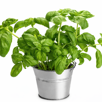 Albahaca "Mata" | Vegago Chile
