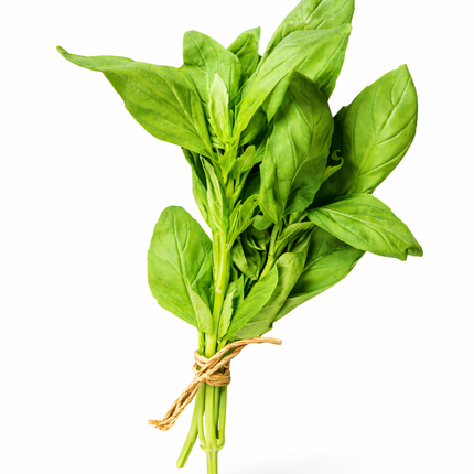 Albahaca "Mata" | Vegago Chile
