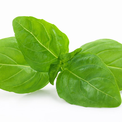 Albahaca "Mata" | Vegago Chile

