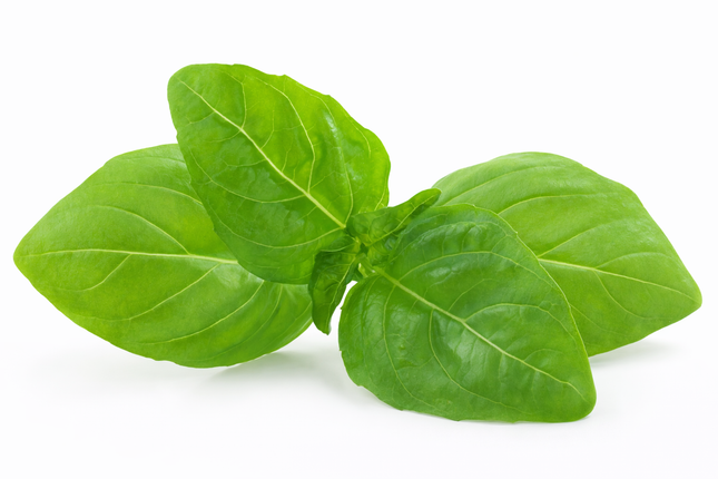 Albahaca "Mata" | Vegago Chile

