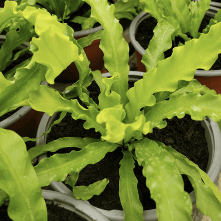 Helecho nido de pájaro (Asplenium antriquum osaka) | Vegago Chile