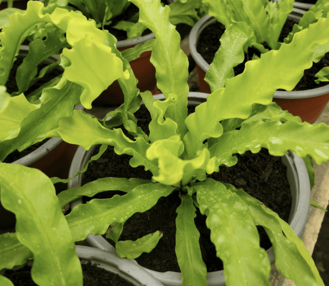 Helecho nido de pájaro (Asplenium antriquum osaka) | Vegago Chile