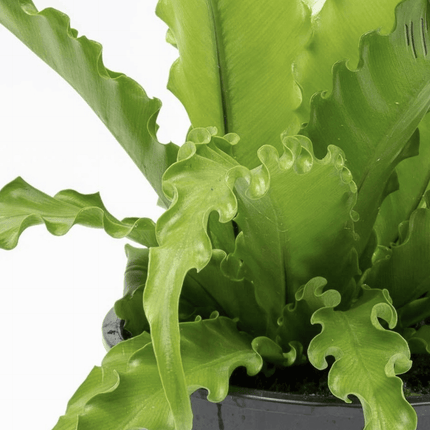 Helecho nido de pájaro (Asplenium antriquum osaka) | Vegago Chile