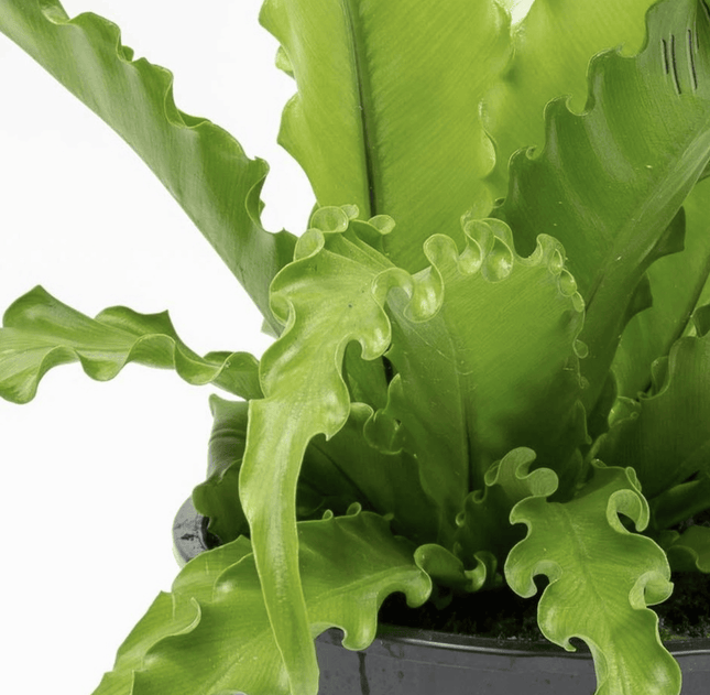 Helecho nido de pájaro (Asplenium antriquum osaka) | Vegago Chile