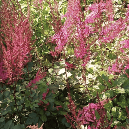 Astilbe importado | Vegago Chile
