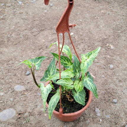 Pie de Ganzo (Singonio Podophyllium Batik) ; Pequeña (M13) | Vegago Chile