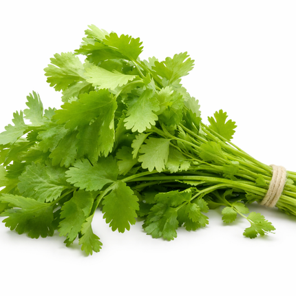 Cilantro