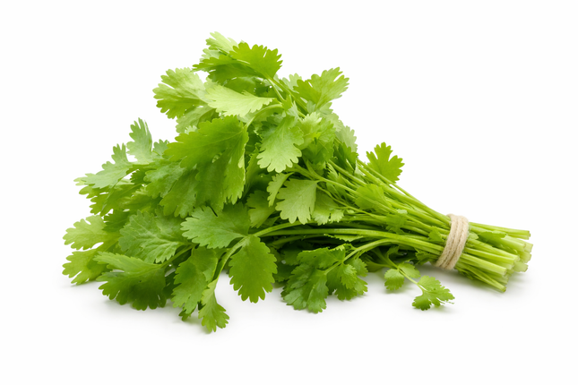 Cilantro