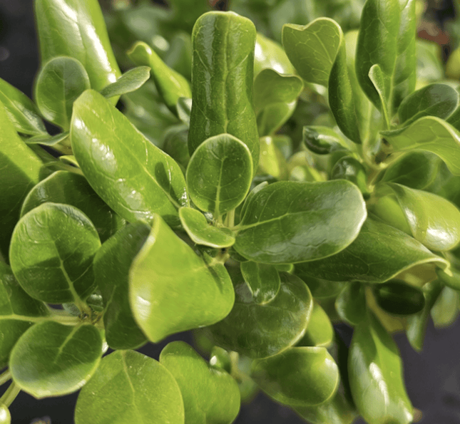 Coprosma verde | Vegago Chile