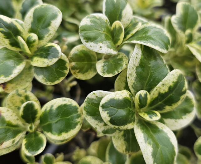 Coprosma Var; Mediana Plus (M17)